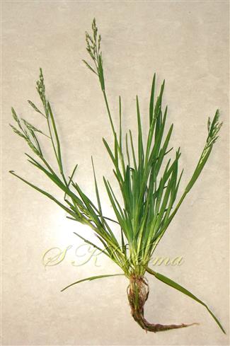  Plant